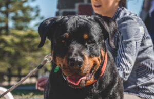 The Complete Rottweiler Guide: History, Temperament, Care and More