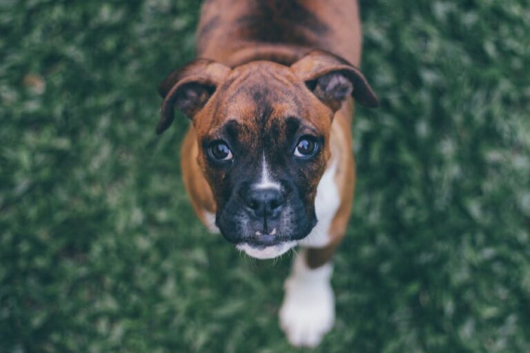 The Complete Boxer Guide: History, Temperament, Care and More