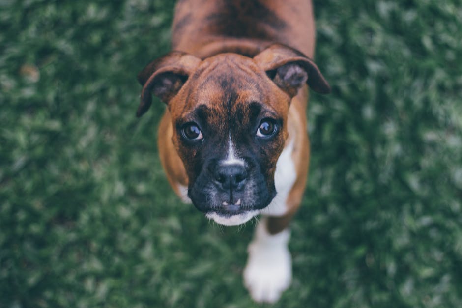 The Complete Boxer Guide: History, Temperament, Care and More