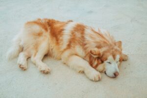 The Complete Alaskan Malamute Guide: History, Temperament, Care and More
