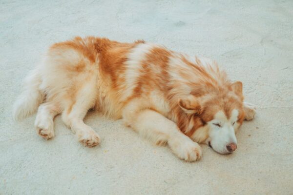 The Complete Alaskan Malamute Guide: History, Temperament, Care and More