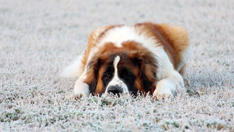 The Complete Saint Bernard Guide: History, Temperament, Care and More