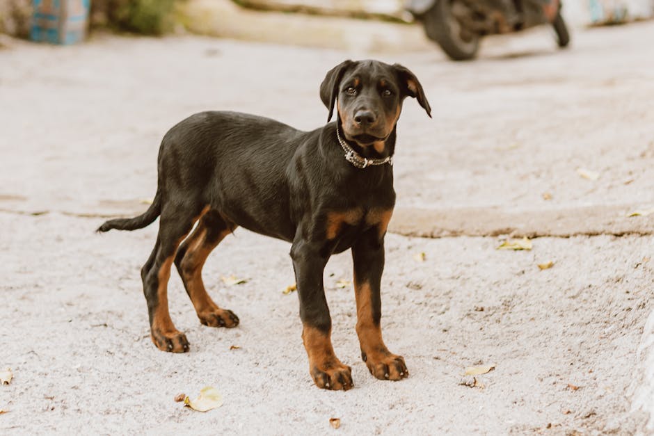 The Complete Doberman Pinscher Guide: History, Temperament, Care and More