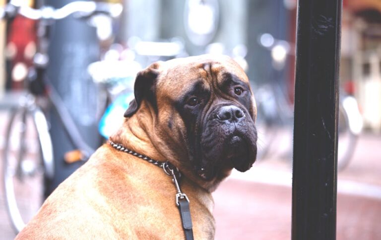 The Complete Bullmastiff Guide: History, Temperament, Care and More