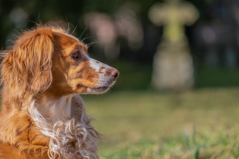 The Complete Brittany Guide: History, Temperament, Care and More