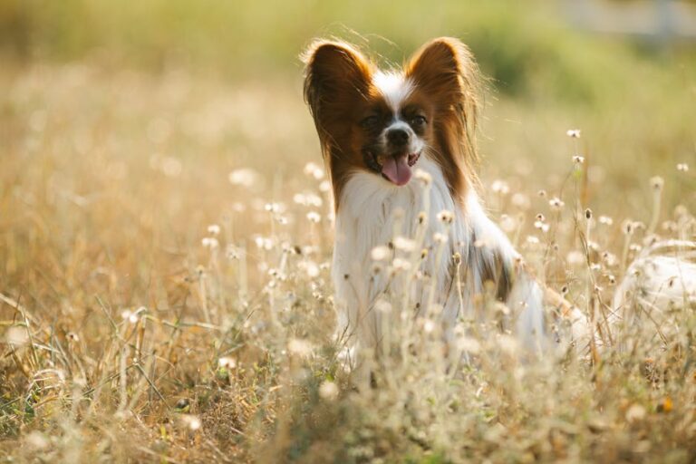 The Complete Papillon Guide: History, Temperament, Care and More
