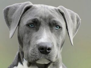 The Complete Weimaraner Guide: History, Temperament, Care and More
