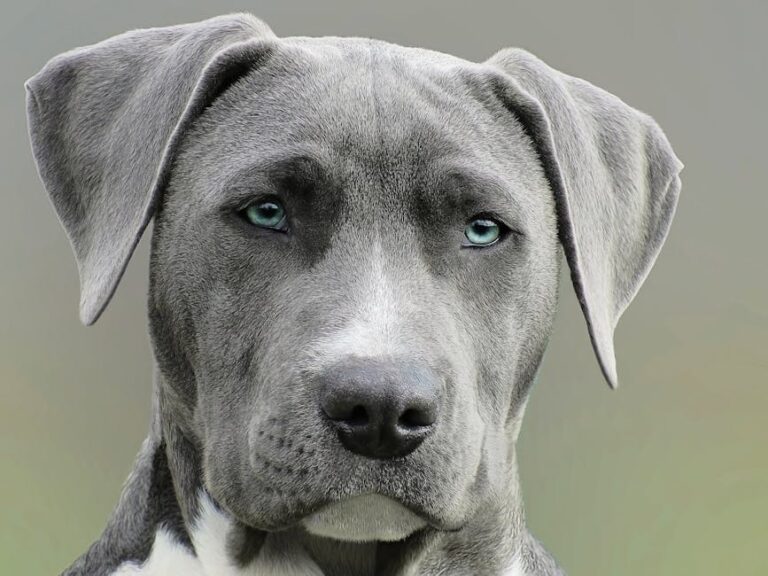 The Complete Weimaraner Guide: History, Temperament, Care and More