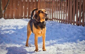The Complete Bloodhound Guide: History, Temperament, Care and More