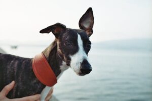 The Complete Whippet Guide: History, Temperament, Care and More