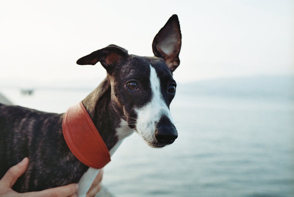 The Complete Whippet Guide: History, Temperament, Care and More