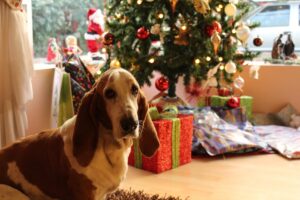 The Complete Basset Hound Guide: History, Temperament, Care and More