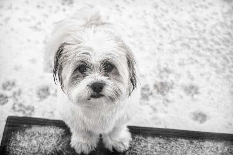 The Complete Havanese Guide: History, Temperament, Care and More