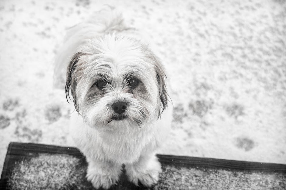 The Complete Havanese Guide: History, Temperament, Care and More
