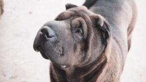 The Complete Chinese Shar-Pei Guide: History, Temperament, Care and More