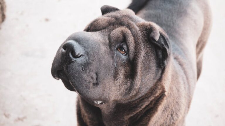 The Complete Chinese Shar-Pei Guide: History, Temperament, Care and More