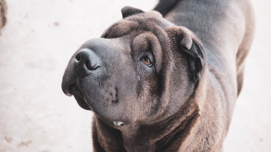 The Complete Chinese Shar-Pei Guide: History, Temperament, Care and More