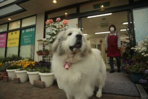 The Complete Great Pyrenees Guide: History, Temperament, Care and More