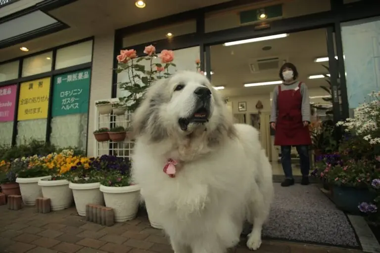 The Complete Great Pyrenees Guide: History, Temperament, Care and More