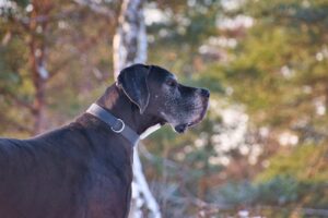 The Complete Great Dane Guide: History, Temperament, Care and More