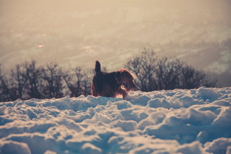 The Complete Airedale Terrier Guide: History, Temperament, Care and More