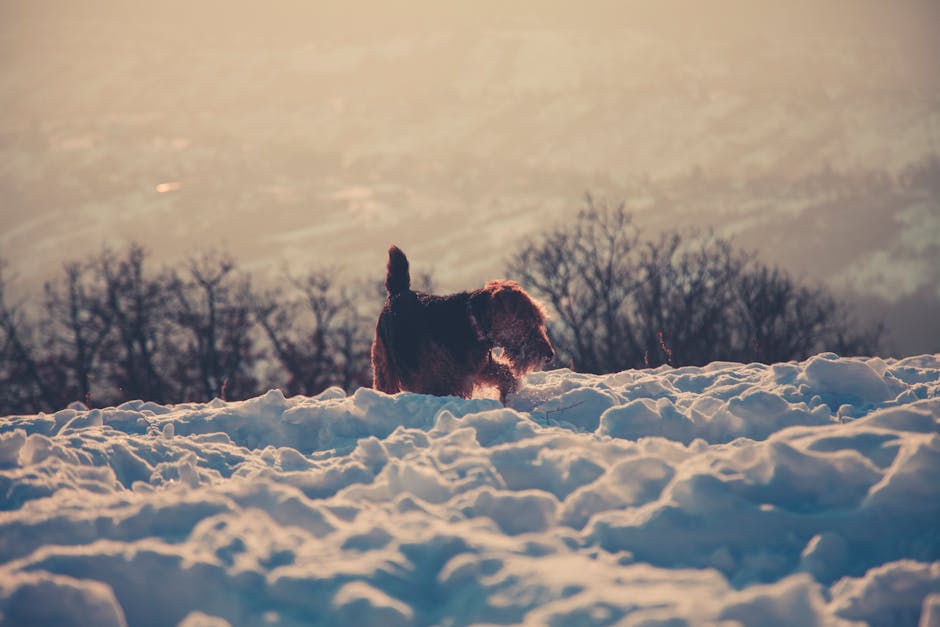 The Complete Airedale Terrier Guide: History, Temperament, Care and More