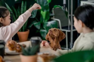 The Complete Vizsla Guide: History, Temperament, Care and More