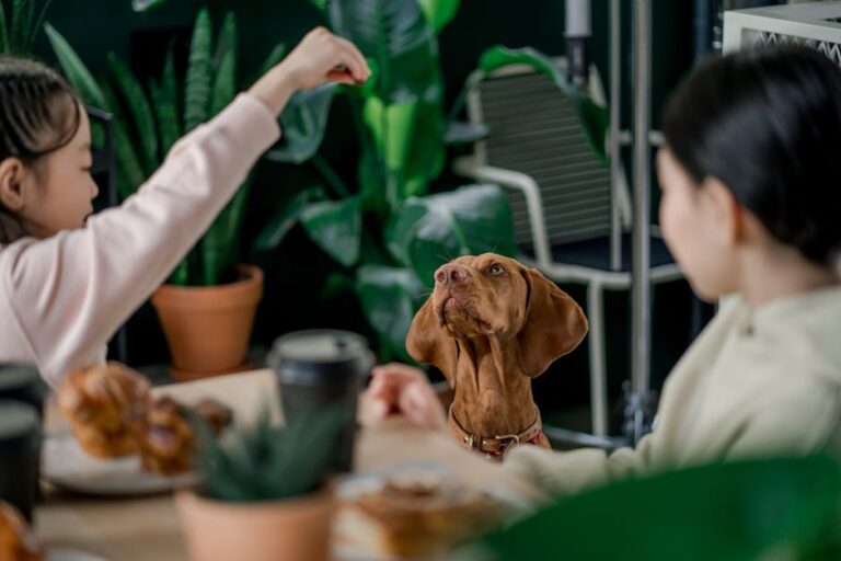 The Complete Vizsla Guide: History, Temperament, Care and More