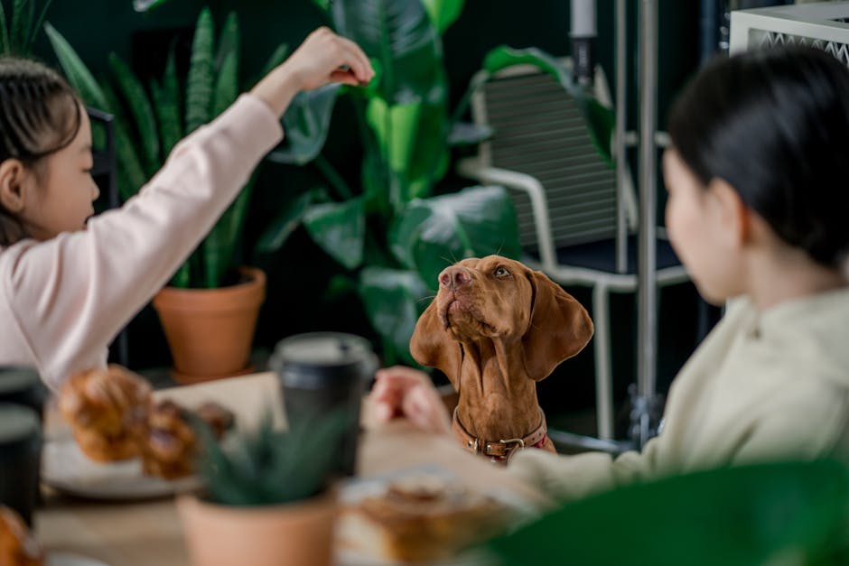 The Complete Vizsla Guide: History, Temperament, Care and More