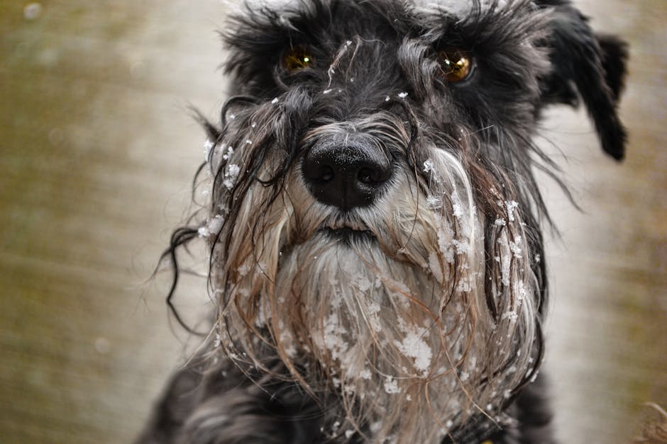 The Complete Giant Schnauzer Guide: History, Temperament, Care and More