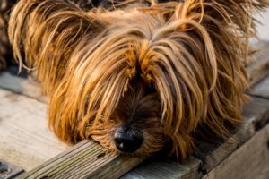 The Complete Yorkshire Terrier Guide: History, Temperament, Care and More