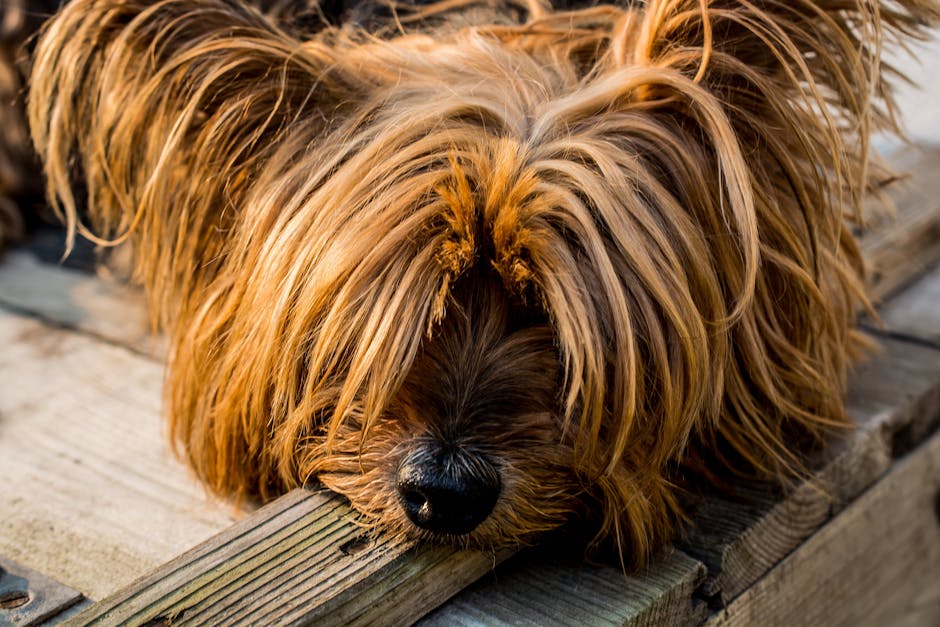 The Complete Yorkshire Terrier Guide: History, Temperament, Care and More