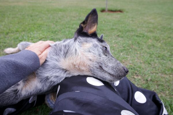 The Complete Australian Cattle Dog Guide: History, Temperament, Care and More