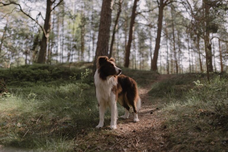 The Complete Collie Guide: History, Temperament, Care and More