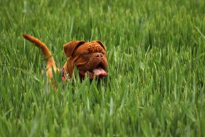 The Complete Dogue de Bordeaux Guide: History, Temperament, Care and More
