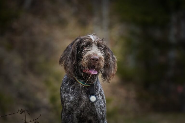 The Complete German Wirehaired Pointer Guide: History, Temperament, Care and More