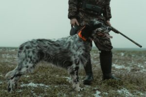 The Complete Irish Wolfhound Guide: History, Temperament, Care and More
