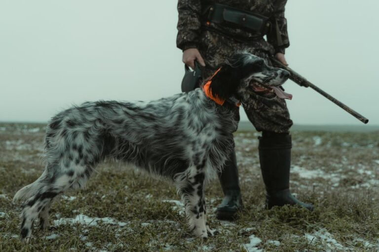 The Complete Irish Wolfhound Guide: History, Temperament, Care and More