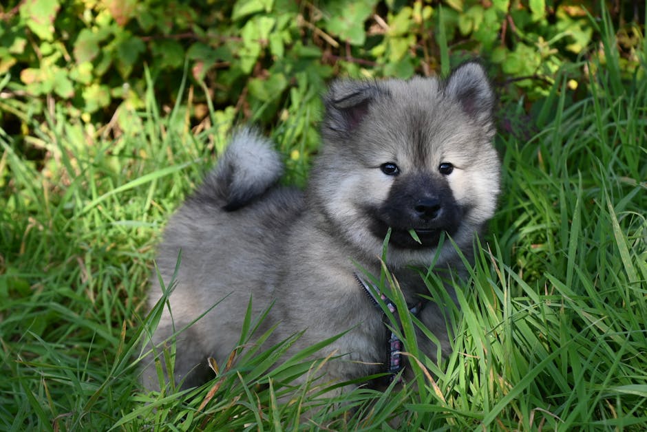 The Complete Keeshond Guide: History, Temperament, Care and More