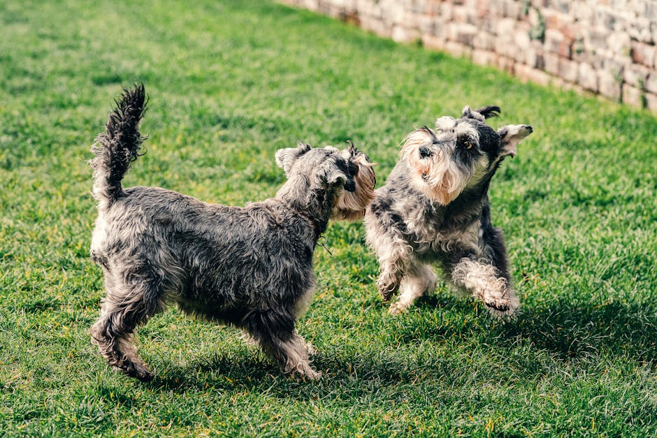 The Complete Miniature Schnauzer Guide: History, Temperament, Care and More
