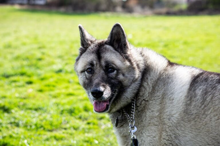 The Complete Norwegian Elkhound Guide: History, Temperament, Care and More