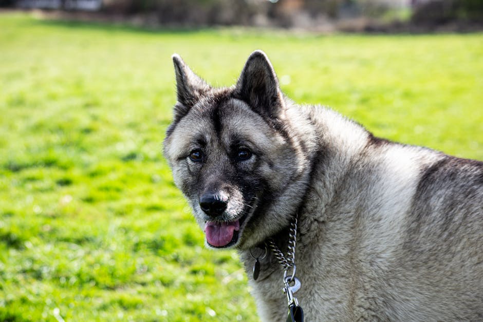 The Complete Norwegian Elkhound Guide: History, Temperament, Care and More