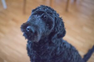 The Complete Portuguese Water Dog Guide: History, Temperament, Care and More