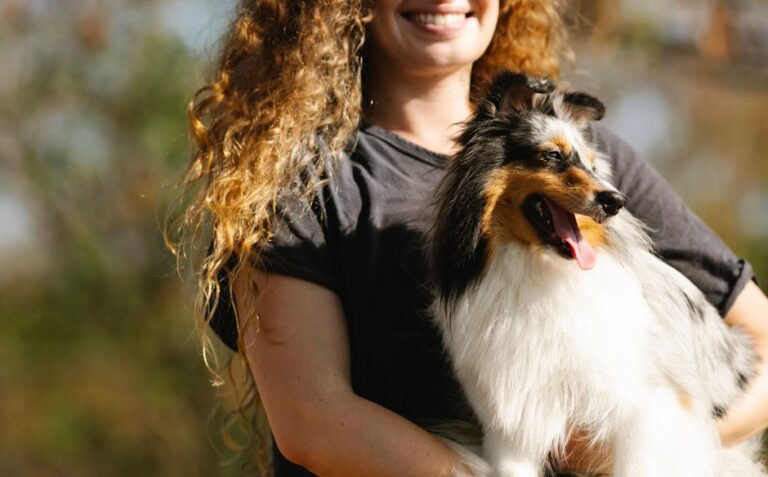 The Complete Shetland Sheepdog Guide: History, Temperament, Care and More