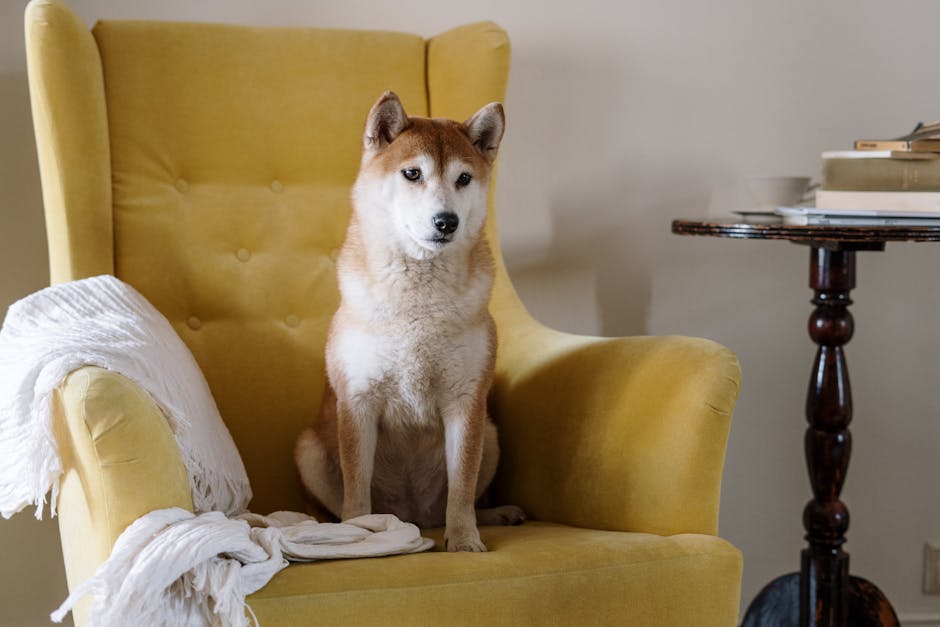 The Complete Shiba Inu Guide: History, Temperament, Care and More