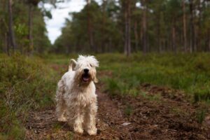soft-coated-wheaten-terrier
