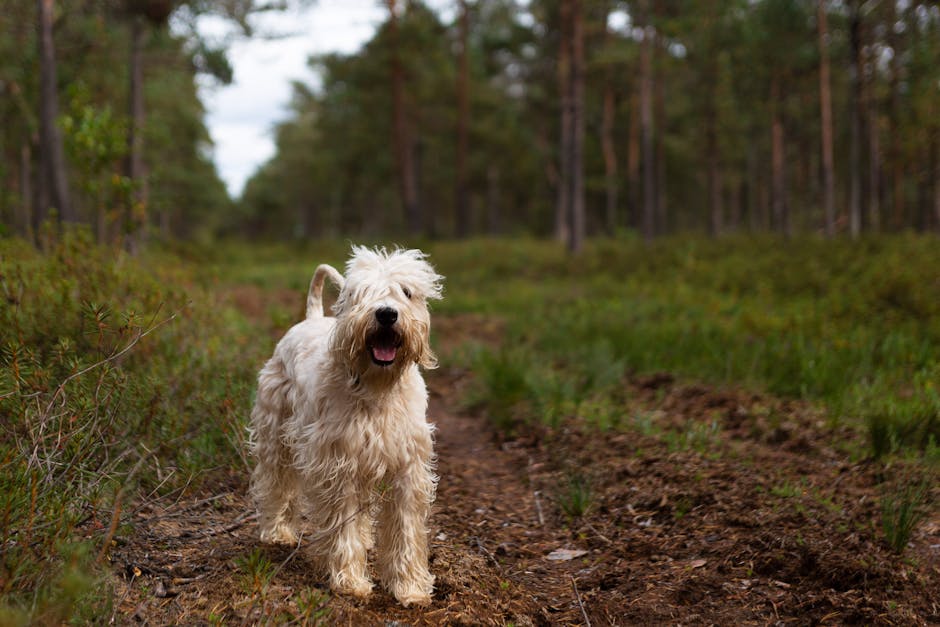 soft-coated-wheaten-terrier