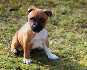The Complete Staffordshire Bull Terrier Guide: History, Temperament, Care and More